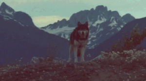 montain,nature,animal,wild,wolves