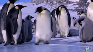penguins,cute,funny,lol,animals,ouch,discovery,discovery channel,animal,cute animal