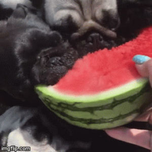 eyebleach,pugs,watermelon,vs