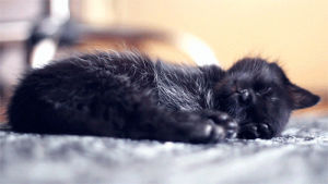 breath,black,kitty,kitten,sleep,sleepy