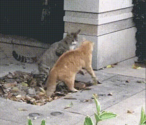 fighting,fight,wrestling,cat fight,cats,move