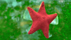 star fish,estrela do mar,finding nemo,eww,cute,tumblr,video,3d,pink,green,nice,star,fish,patrick,clip,nemo,desenho,patric,moveing,the one my first,myrss,folow,tatah,can0nlytumblr,fabmoura