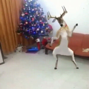 christmas,deer,dancing,eve,swamp