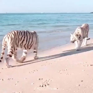 tigers,beach,white