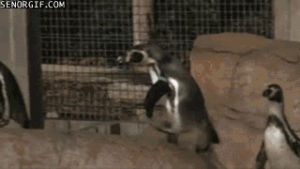 animals,wtf,slow,penguins,wait for it,buffering,hivemind