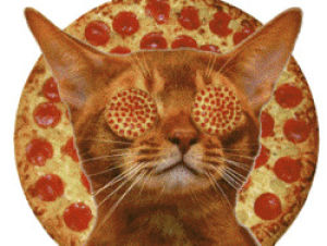 pizza,cats,omg,internet