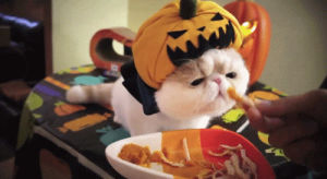 persian cat,halloween animals,cat,persian,animal halloween