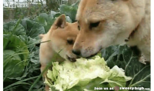 shiba inu,eating,puppy,cute,dog,animals,puppies,lettuce