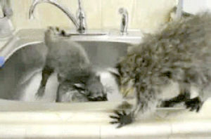 fighting,baby,raccoon,sink,racoon