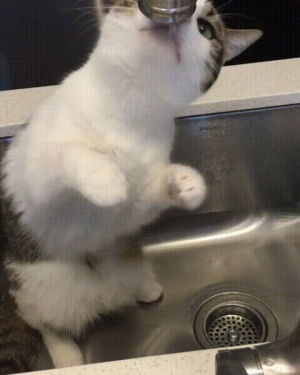 drops,cat,water