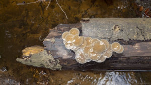 mushrooms,water,nature,cinemagraph,perfect loop,cinemagraphs,log,living stills
