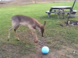 ball,with,playing,deer