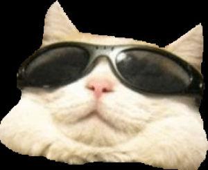 chill,transparent,cats,people,glasses,relax