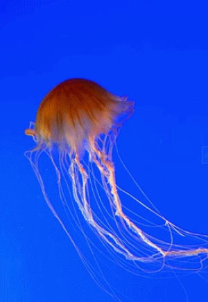 jellyfish,animals,cnidaria,radivs,sealife,upload,20140430,201404w5,201404