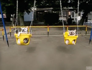 dog swing,dog,swing,perfect loop