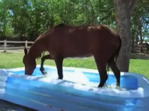 horse,pool