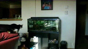 cat,fail,fish tank