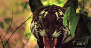 rage,nat geo wild,animals,angry,fight,tiger,nat geo,deadly,national geographic