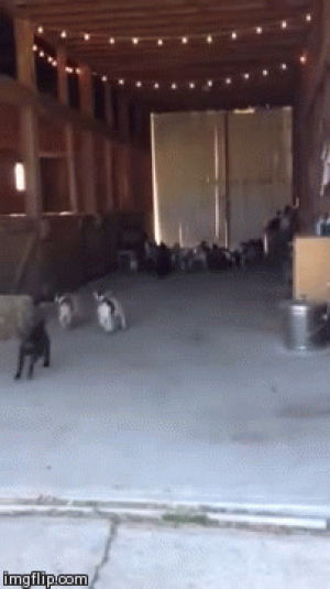goats,running