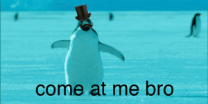 come at me bro,animals,penguin,prancing,waddle
