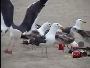 beach,evil,just,seagulls,laxatives