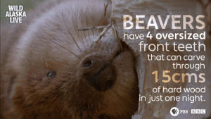 beaver,cute,animals,bbc,bear,bbc one,bears,wildlife,alaska,grizzly bear,alaska live,black bear,brown bear