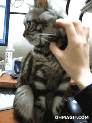 stop,funny,cat,cute,animals,upset,pawing,massaging