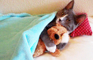 hug,cat,animals,kitten,blanket