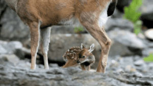 deer,baby deer,animals,adorable