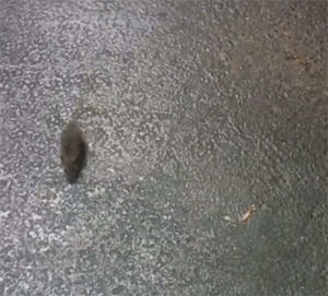 cat,mouse,circles,playtime,driveway