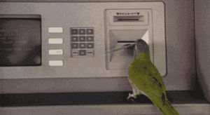 bird,money