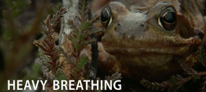 frog,breathing