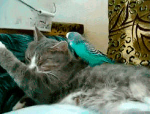 bird,parakeet,ear,peck,cat,playing,sleeping,unimpressed