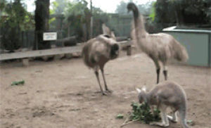 emu,cute,story,kangaroo