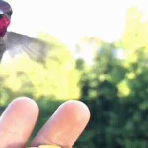 finger,hummingbird