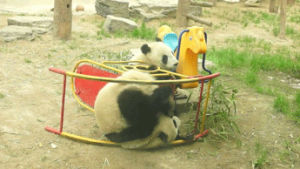 falling,animals,animal,panda,climbing,panda bears,panda cubs