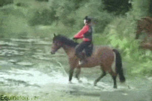 leap,animals,horse,splash