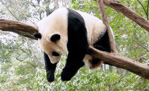 panda,tree