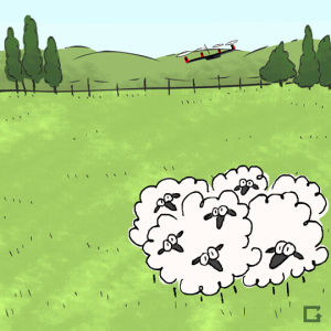 sheep,gifnews,drones,offbeathobbies