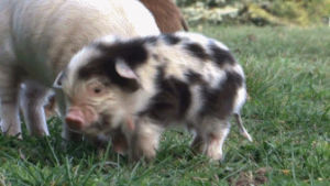 animals,pig,piglet,wobbly,michelle trachtenberg