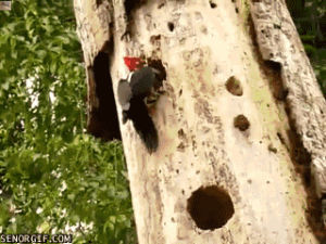 woodpecker,vs,snake,woodpeckers,mv pinocchio