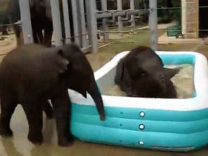 elephant,pool,play,party