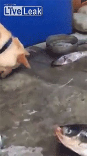 fish,siz,dog,video
