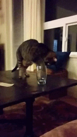 cat,drinking,glass,milk