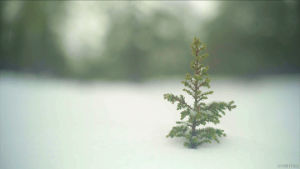 ice,cinemagraph,forest,living stills,nature,snow,cold,snowing,twig