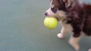 husky,tennis,cute,puppy,tennis ball,dog,animal,kawaii,walking,ball,personal