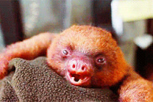 school,sloth,yawn,boring,sloths,baby sloth,baby sloths
