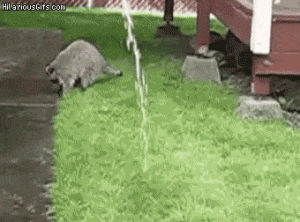 water,playing,raccoon,hose