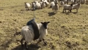 funny,sheep,shaun the sheep,interesting,i can fly