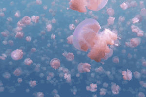 jellyfish,underwater photography,wow,long post,palau,marine invertebrates,south pacific